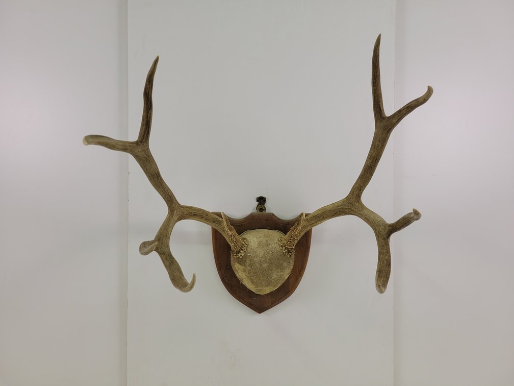 Mule Deer Antler Mount