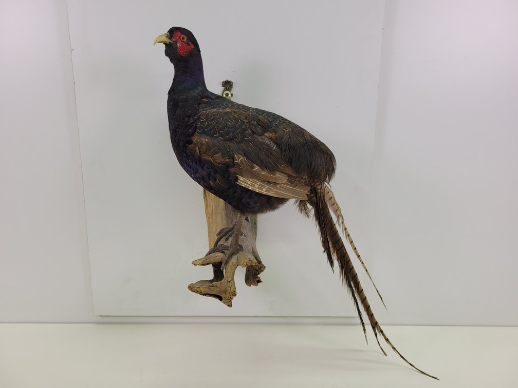Black Pheasant Taxidermy Mount