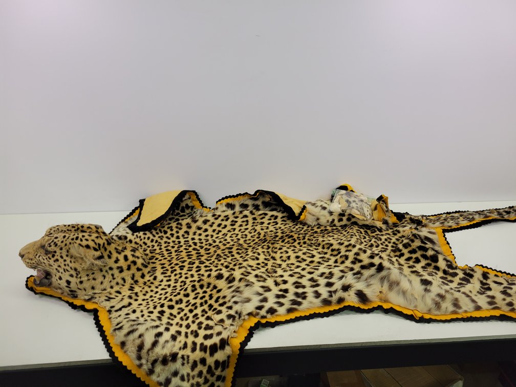 Vintage Leopard Rug / Pelt - Has Damage