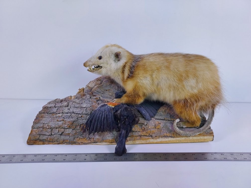 Vintage Possum Taxidermy Mount w/ Bird