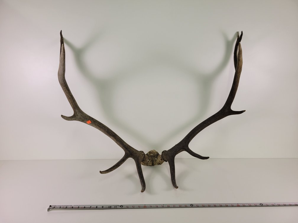 Large Elk Antlers