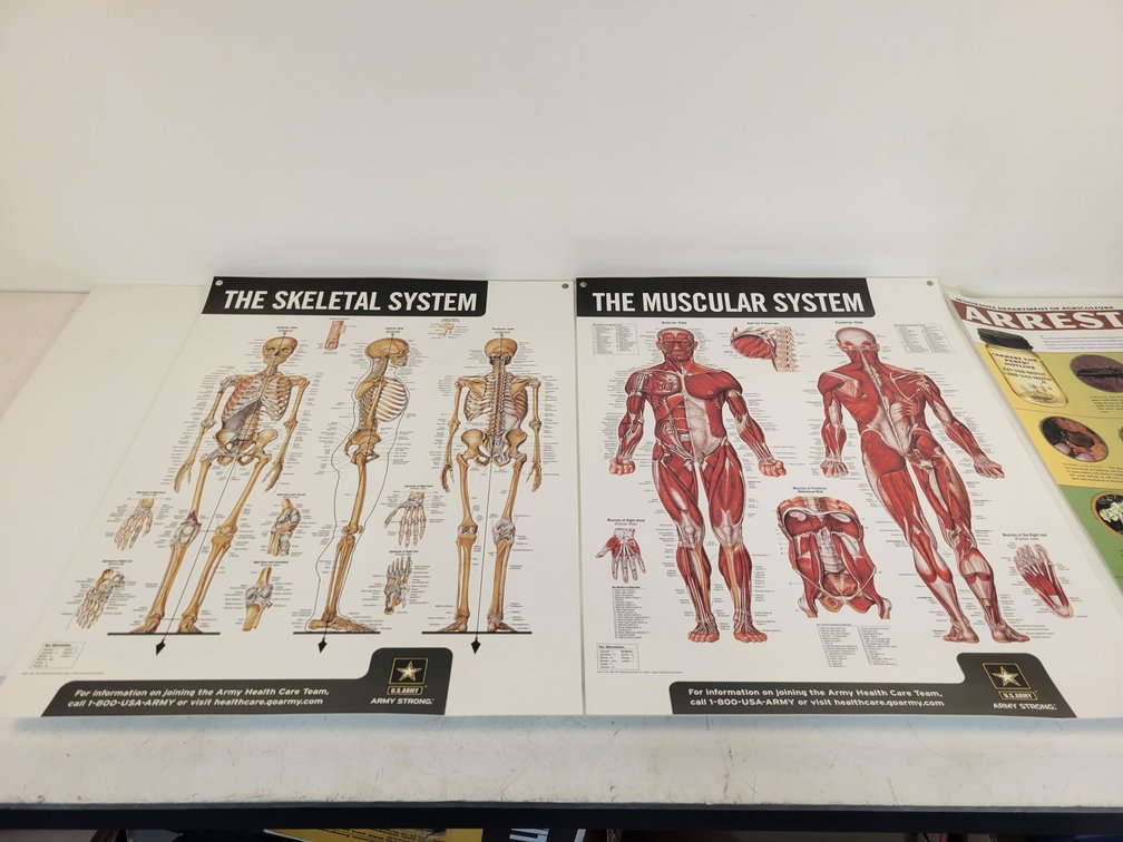 (2) Anatomical Posters and More