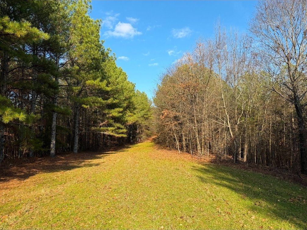 Image for ONLINE AUCTION!  200 Acres+/- Prime Hunting Land ~ Timberland ~ Cabin ~ Green Fields
