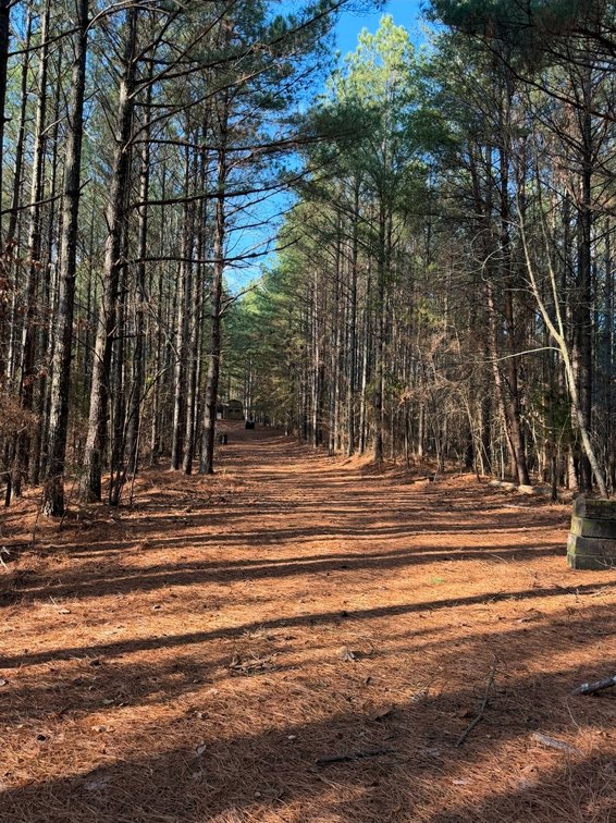 Image for ONLINE AUCTION!  200 Acres+/- Prime Hunting Land ~ Timberland ~ Cabin ~ Green Fields