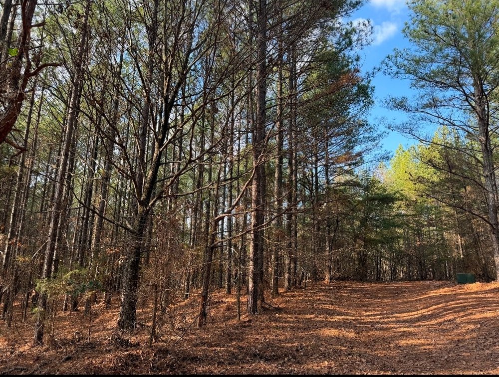 Image for ONLINE AUCTION!  200 Acres+/- Prime Hunting Land ~ Timberland ~ Cabin ~ Green Fields
