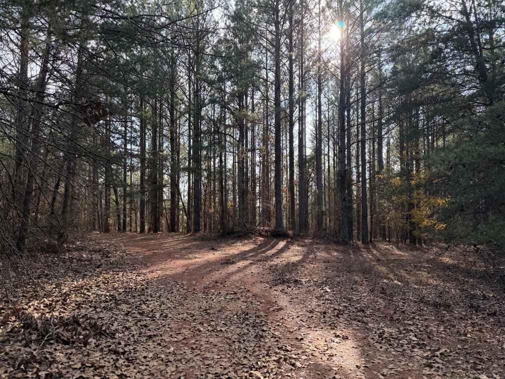 Image for ONLINE AUCTION!  200 Acres+/- Prime Hunting Land ~ Timberland ~ Cabin ~ Green Fields