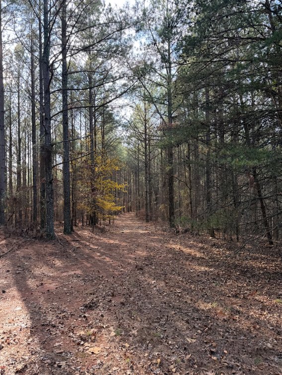 Image for ONLINE AUCTION!  200 Acres+/- Prime Hunting Land ~ Timberland ~ Cabin ~ Green Fields