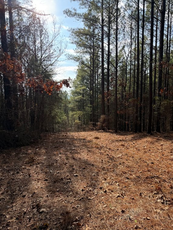 Image for ONLINE AUCTION!  200 Acres+/- Prime Hunting Land ~ Timberland ~ Cabin ~ Green Fields