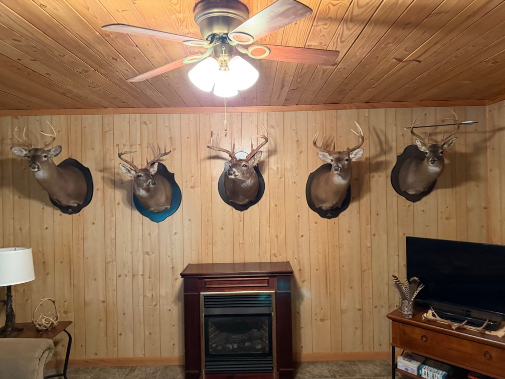 Image for ONLINE AUCTION!  200 Acres+/- Prime Hunting Land ~ Timberland ~ Cabin ~ Green Fields