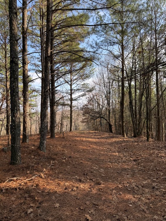 Image for ONLINE AUCTION!  200 Acres+/- Prime Hunting Land ~ Timberland ~ Cabin ~ Green Fields