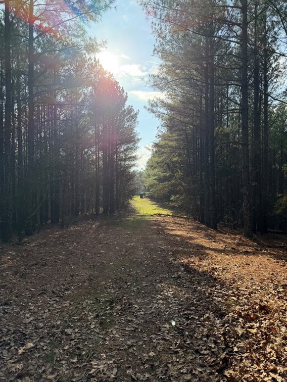Image for ONLINE AUCTION!  200 Acres+/- Prime Hunting Land ~ Timberland ~ Cabin ~ Green Fields