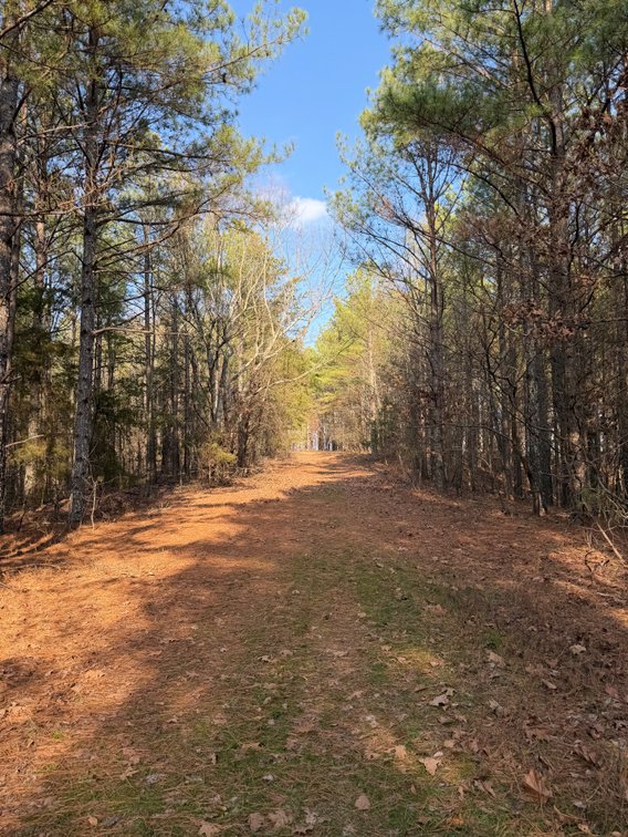 Image for ONLINE AUCTION!  200 Acres+/- Prime Hunting Land ~ Timberland ~ Cabin ~ Green Fields