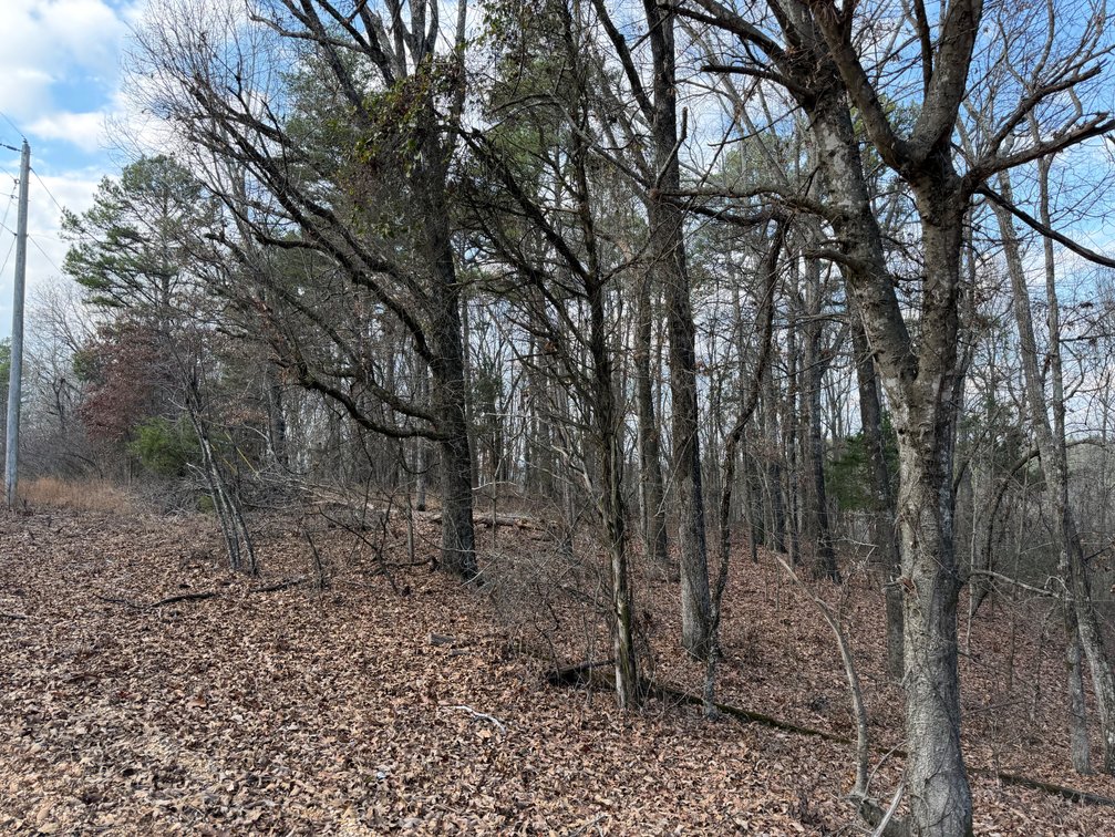 Image for ONLINE AUCTION!  200 Acres+/- Prime Hunting Land ~ Timberland ~ Cabin ~ Green Fields