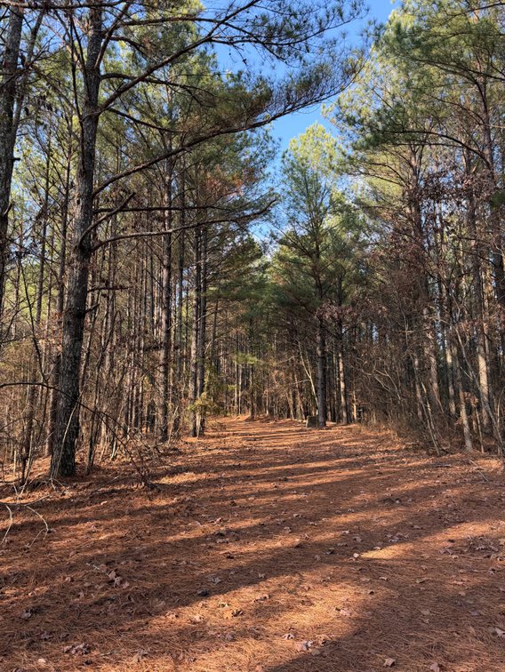 Image for ONLINE AUCTION!  200 Acres+/- Prime Hunting Land ~ Timberland ~ Cabin ~ Green Fields