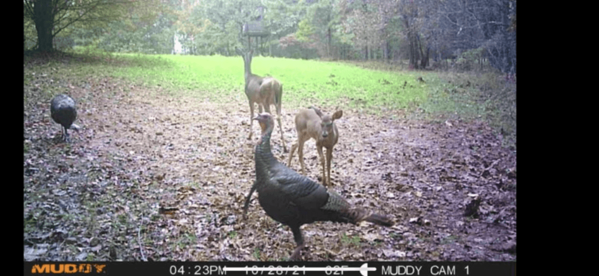 Image for ONLINE AUCTION!  200 Acres+/- Prime Hunting Land ~ Timberland ~ Cabin ~ Green Fields