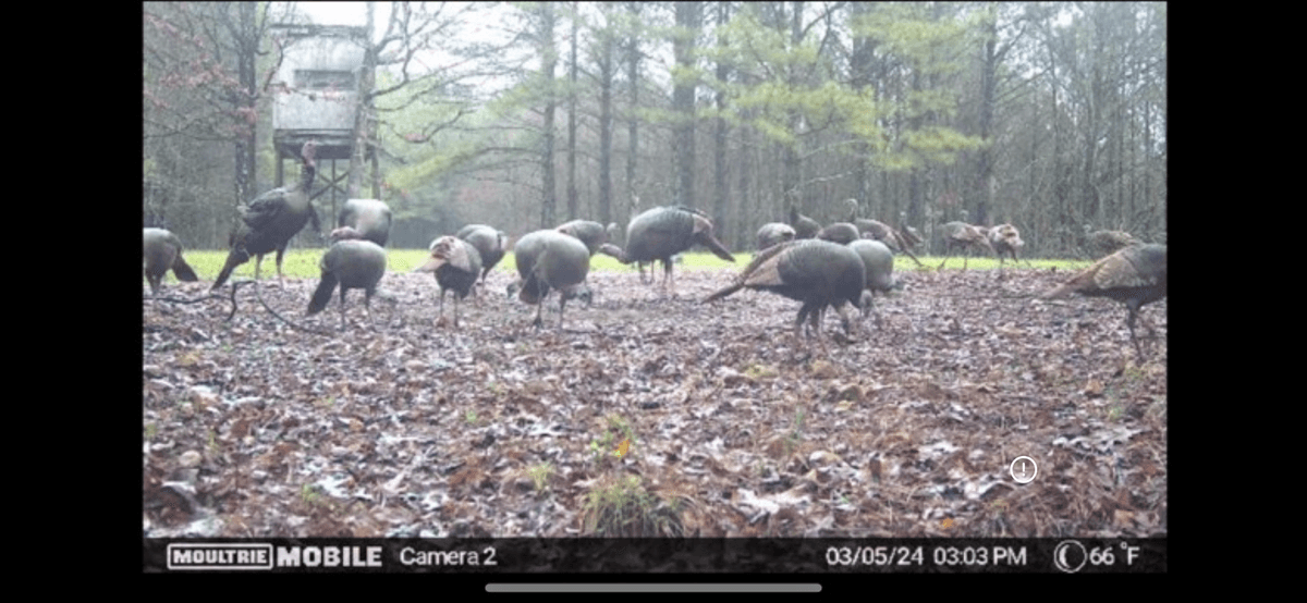 Image for ONLINE AUCTION!  200 Acres+/- Prime Hunting Land ~ Timberland ~ Cabin ~ Green Fields