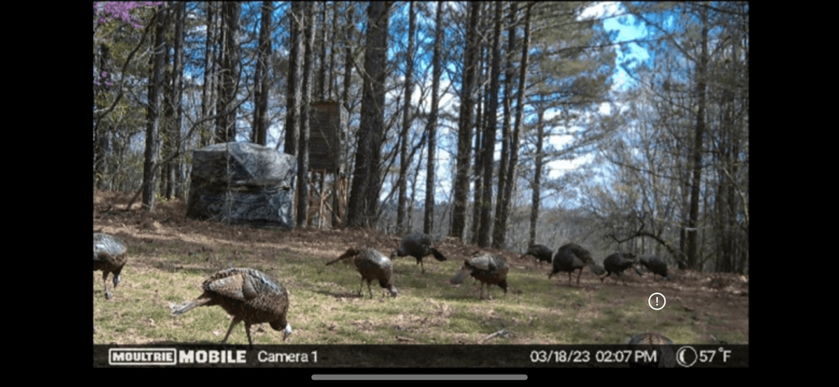 Image for ONLINE AUCTION!  200 Acres+/- Prime Hunting Land ~ Timberland ~ Cabin ~ Green Fields