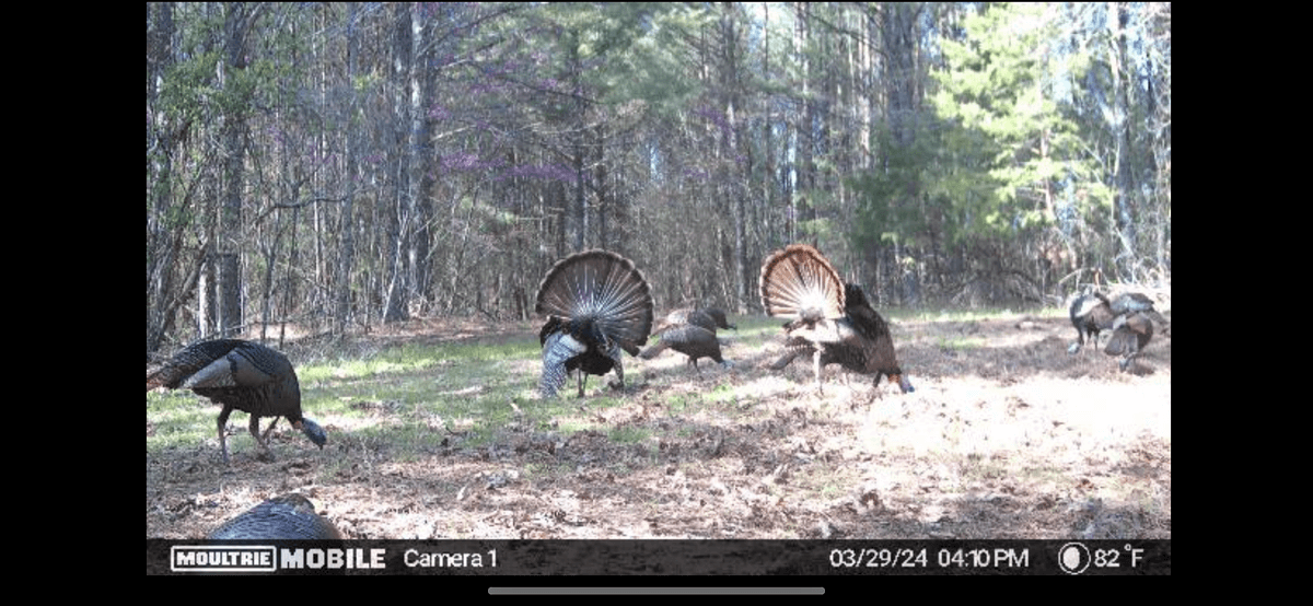 Image for ONLINE AUCTION!  200 Acres+/- Prime Hunting Land ~ Timberland ~ Cabin ~ Green Fields