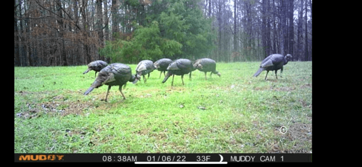 Image for ONLINE AUCTION!  200 Acres+/- Prime Hunting Land ~ Timberland ~ Cabin ~ Green Fields