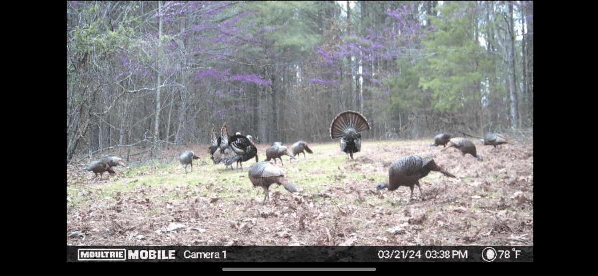 Image for ONLINE AUCTION!  200 Acres+/- Prime Hunting Land ~ Timberland ~ Cabin ~ Green Fields