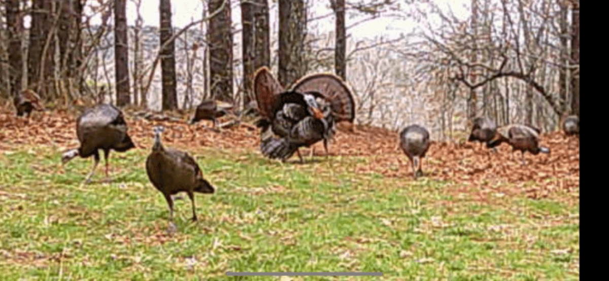 Image for ONLINE AUCTION!  200 Acres+/- Prime Hunting Land ~ Timberland ~ Cabin ~ Green Fields