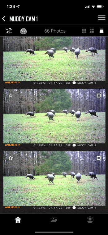 Image for ONLINE AUCTION!  200 Acres+/- Prime Hunting Land ~ Timberland ~ Cabin ~ Green Fields