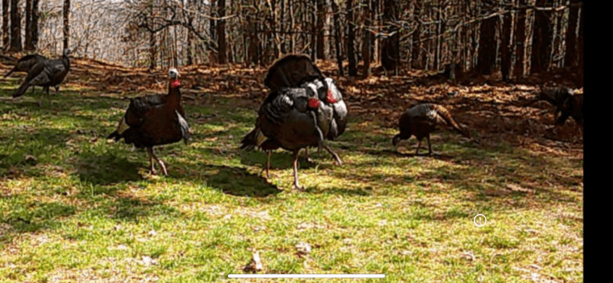Image for ONLINE AUCTION!  200 Acres+/- Prime Hunting Land ~ Timberland ~ Cabin ~ Green Fields