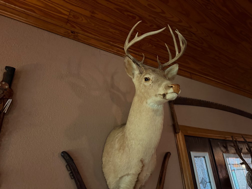 Mounted deer head