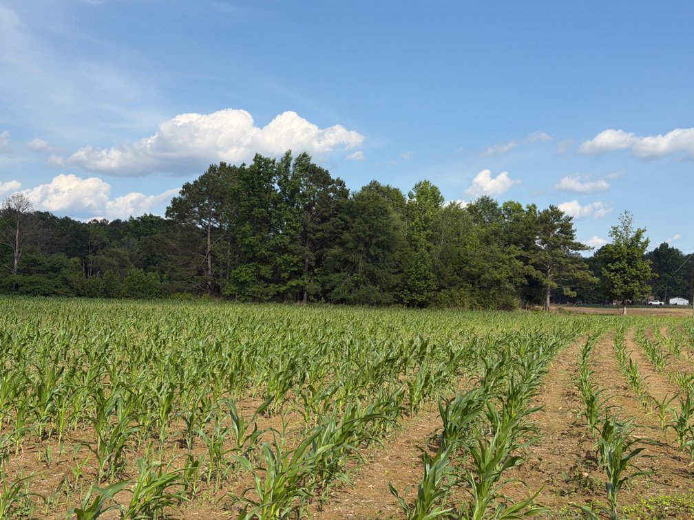 Image for Online Auction! 131.62 Acres+/- In Tracts With Sipsey River Frontage In Fayette County, AL