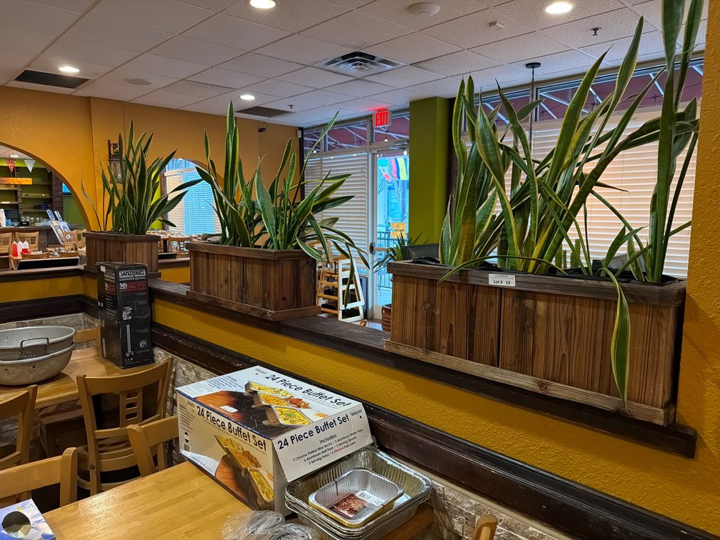 Wooden planters w/ live snake plants