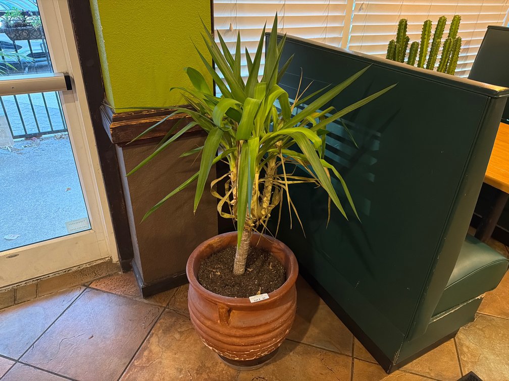 Live yucca tree in ceramic planter