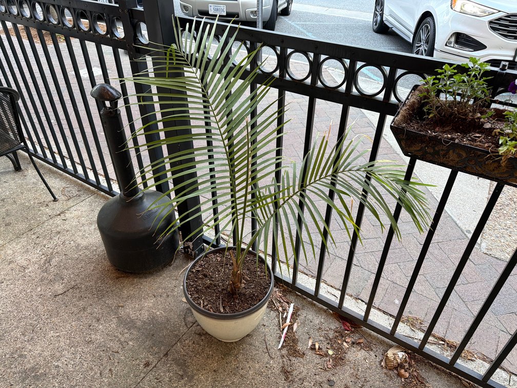Live palm plant in plastic planter
