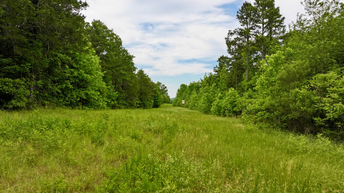 Image for Land Auction - 80+/- Acres Near Center Ridge, AR