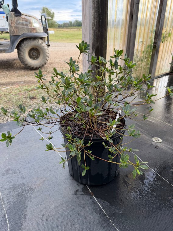 8count Carnival Encore Azalea 3gal