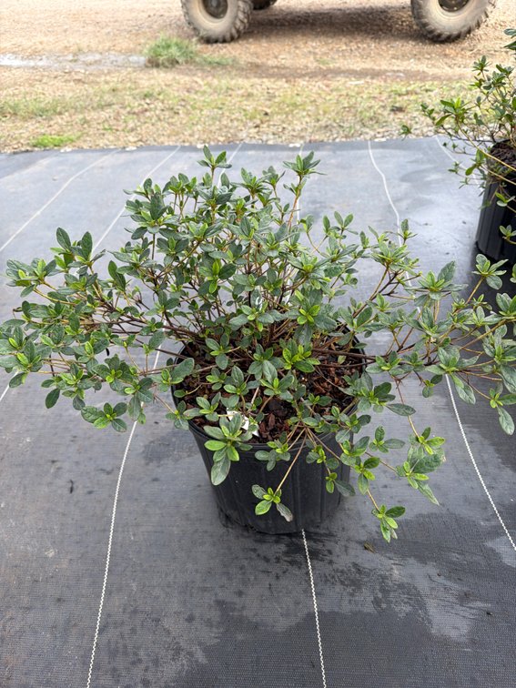 8count Carnival Encore Azalea 3 gal