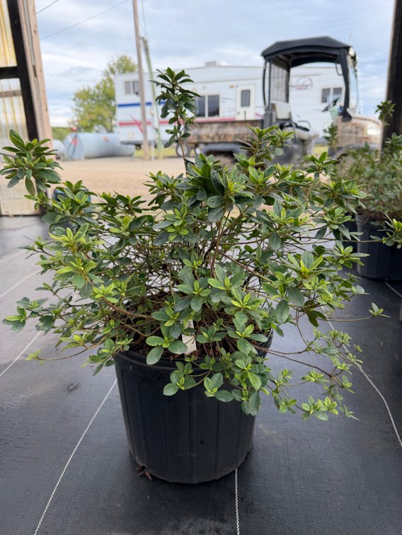 8count Carnival Encore Azalea 3 gal