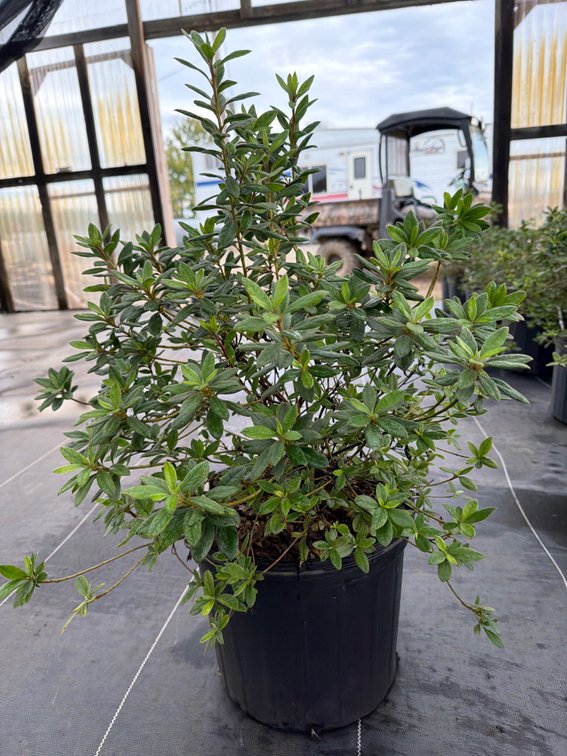 8count Coral Encore Azalea 3 gal