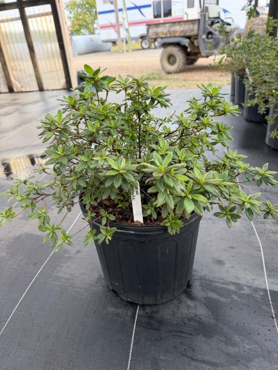 8count Coral Encore Azalea 3 gal
