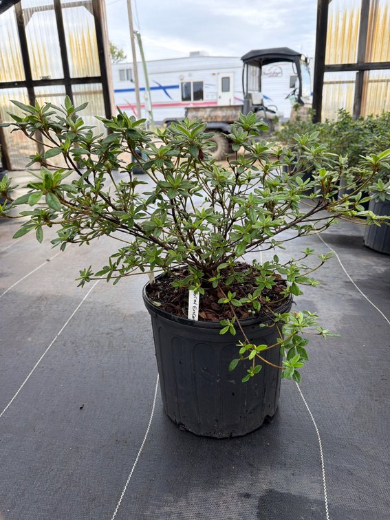 8count Coral Encore Azalea 3 gal