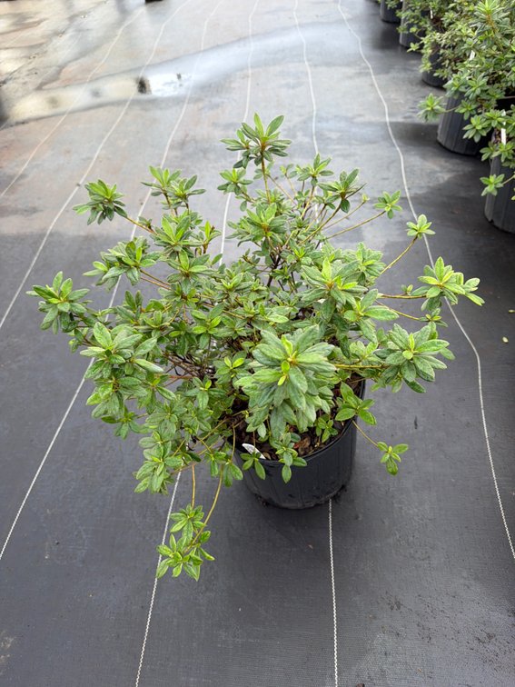 8count Coral Encore Azalea 3 gal