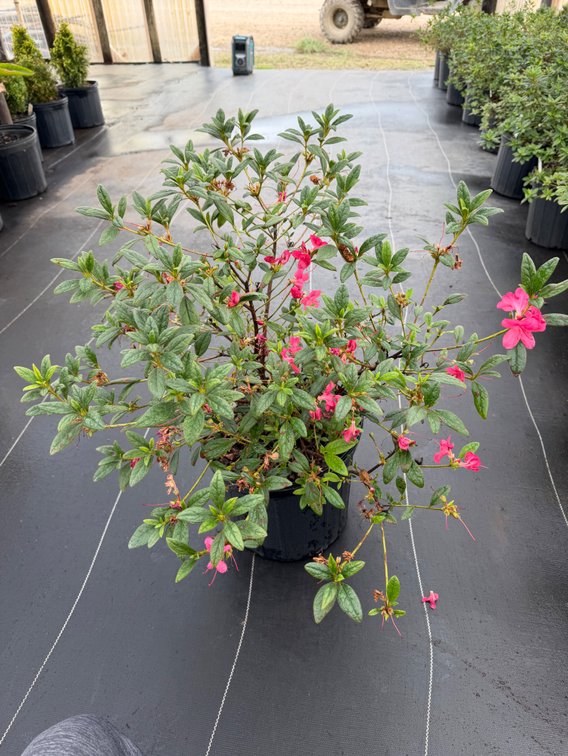 8count Jewel Encore Azalea 3 gal