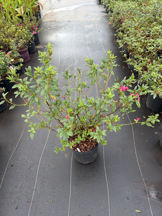 8count Jewel Encore Azalea 3 gal