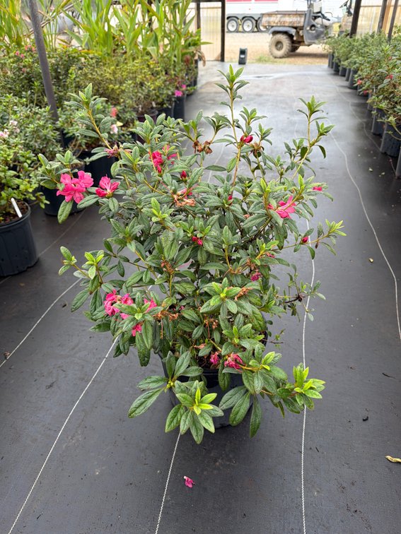 8count Jewel Encore Azalea 3 gal