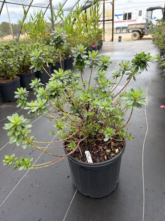 8count Fire Encore Azalea 3 gal