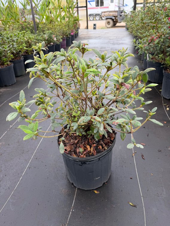 8count Royalty Encore Azalea 3 gal