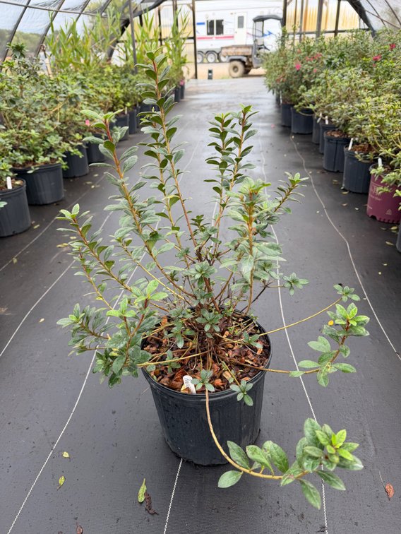 8count Princess Encore Azalea 3 gal