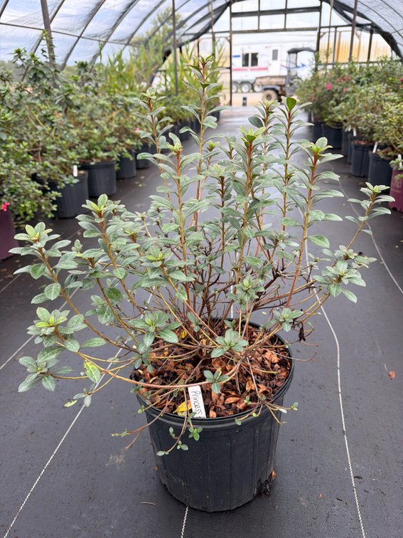 8count Princess Encore Azalea 3 gal