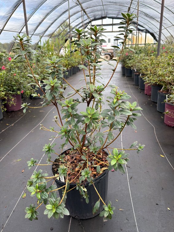 8count Princess Encore Azalea 3 gal