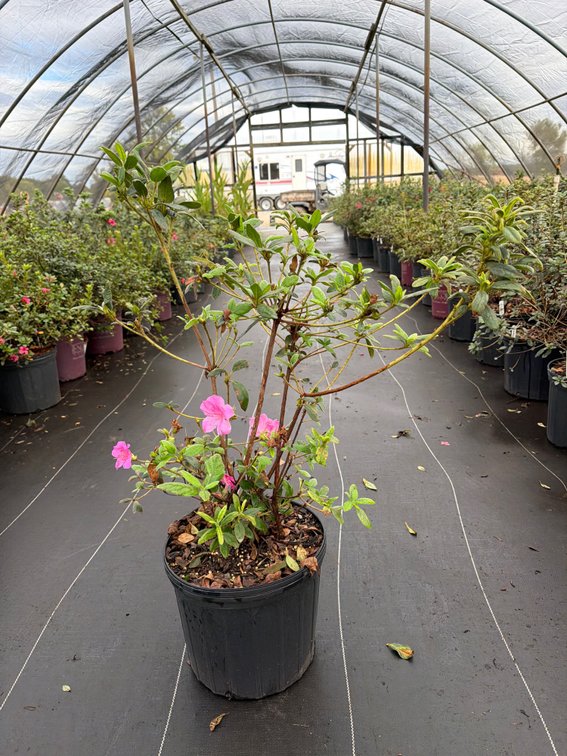 8count Twist Encore Azalea 3 gal
