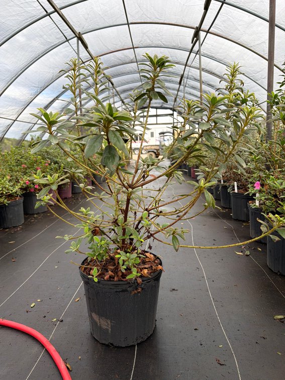 8count Twist Encore Azalea 3 gal